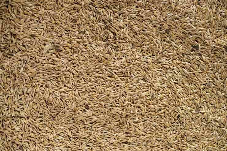 تصویر 1 از زیره سبز صادرات با عطر طبیعی و طعم ویژه